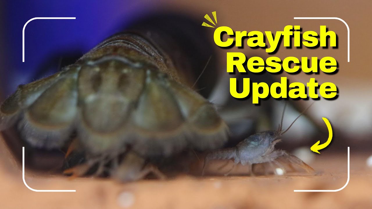 Crayfish Conservation Rescue Update - YouTube