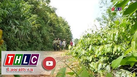 Nâng cao hiệu quả quản lý Nhà nước về bảo vệ, phát triển rừng | THLC