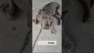 The Dog Warned Him… He Didn’t Listen! ⚠️