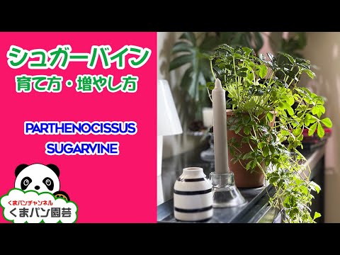 シュガーバインの育て方 増やし方 くまパン園芸 Youtube