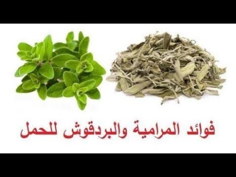 تنشط المبايض اعشاب فائدة البردقوش