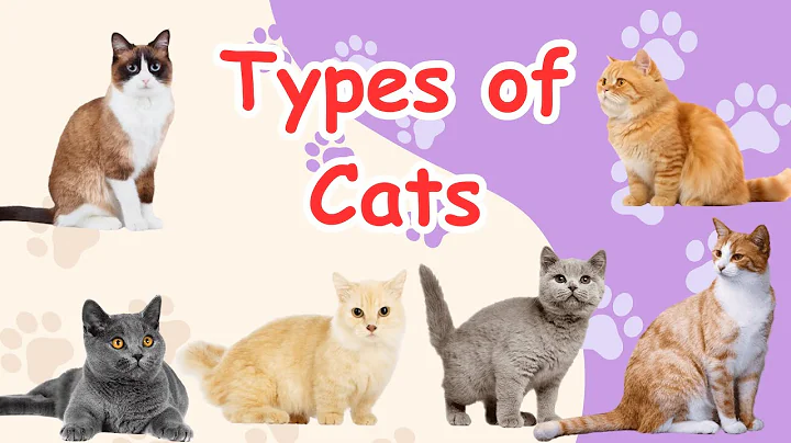 Watch the video about Cats Types 🐈 - Cats Types List - Different Cats in the World - Cats Name with Pictures - Cats ****