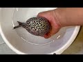 12 most beautiful kamfa flowerhorn fish  super rare flowerhorn cichlids