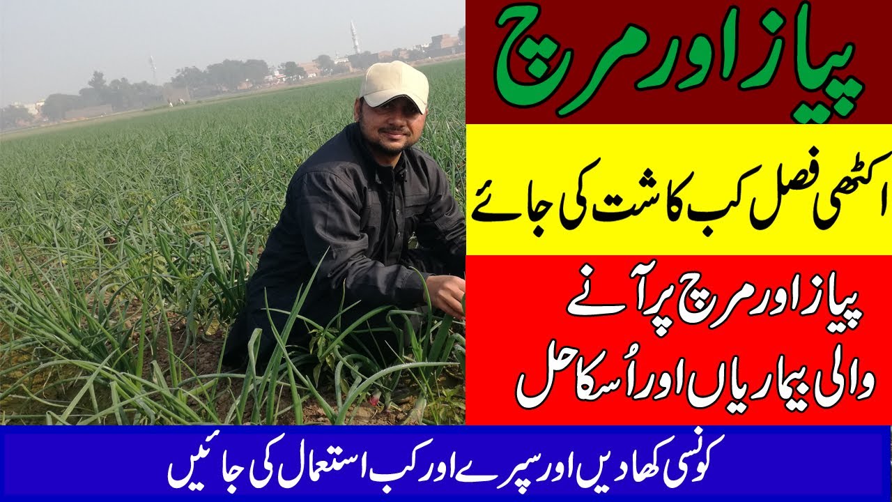 Onion & Chilli Farming togather Diseases and Solution and Fertilizers Uses