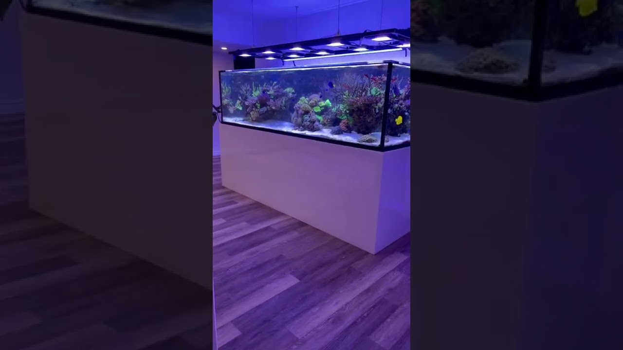 400 Gallon Mixed Reef