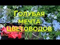 Плюмбаго или Свинчатка, Plumbago. Особенности, выращивание и размножение Плюмбаго.