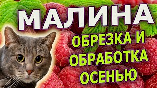 ЧЕТЫРЕ совета по обрезке и обработке МАЛИНЫ от болезней и вредителей ОСЕНЬЮ. Как обрезать малину.