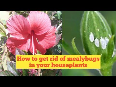 Simple solution for mealybug/Easiest way to control mealybugs /white insects