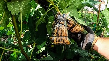 Fig Tree Air Layers are Finished | When to Remove