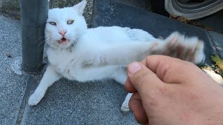 Meeting with The Angry White Cat: Is She Really That ANGRY?