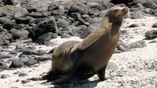 Why Was A Baby Sea Lion In A Diner? by Animalist 7,488 views 7 years ago 31 seconds