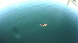 Buster Jack Vs Junior