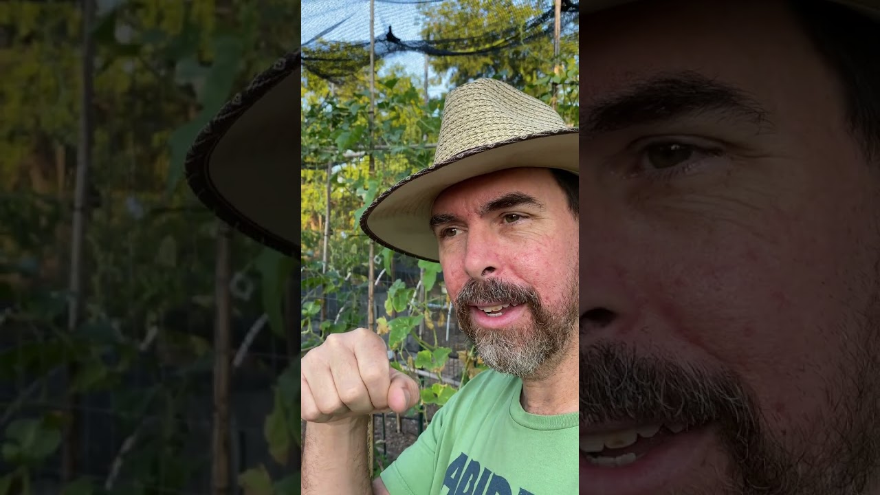 ПОСАДКА СЕМЯН ОСЕННЕГО САДА В ТЕХАСЕ