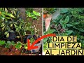 LIMPIANDO PLANTAS DE MI JARDIN / Paso a Paso