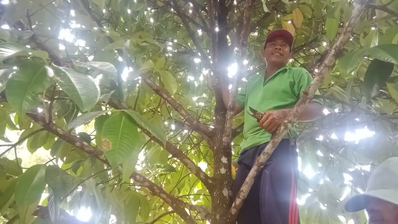 CARA PANGKAS PD POHON MANGGIS. AGAR CEPAT BERBUAH
