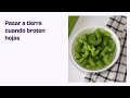 Regrowing: Cómo hacer crecer Lechuga, Apio y Cebollín en AGUA