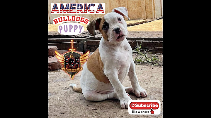 Johnson american bulldog puppies for sale in georgia