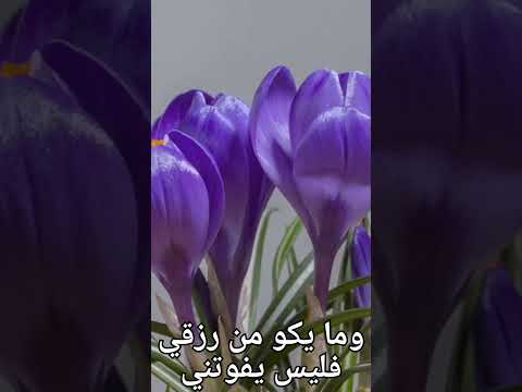 توكلت في رزقي بدون موسيقى Sabri للإمام الشافعي