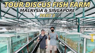 TOUR DISCUS FISH FARM MALAYSIA & SINGAPORE  PART 3