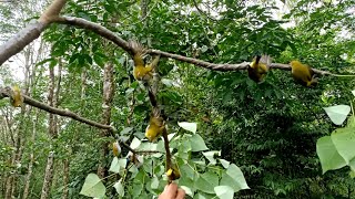 PANEN PLECI||SPOT MIKAT BURUNG DI KEBUN WARGA