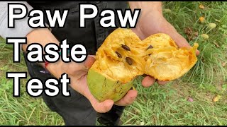 Watch Paw Sunflower video