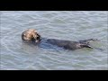 Sea Otter River otter Comparison, video by Tom Reynolds