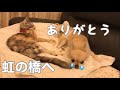 #5 虹の橋へ★最後に起きた2つの奇跡★ チワワのルゥと看取ることができました【捨て猫リリ 推定12歳7か月】