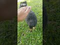 Tropical baby chicks chasing me asmr to soothe the soul eatyourbackyard