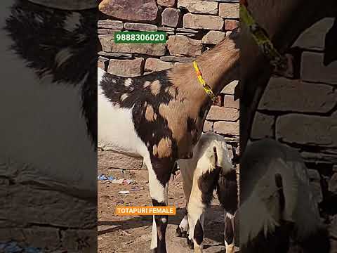 FULL PUNCH FACE TOTAPURI FEMALE VIRAL SHORTS 9888306020