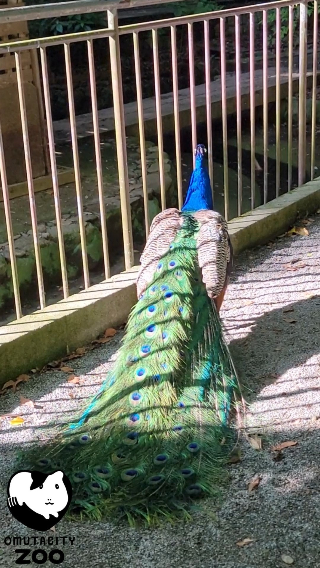 去っていく姿も美しいクジャク #peafowl - YouTube