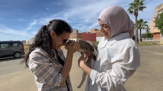 Street cats are very cute and court us for delicious food.