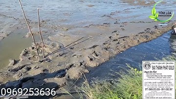 Tôm càng bị nghẹt oxy