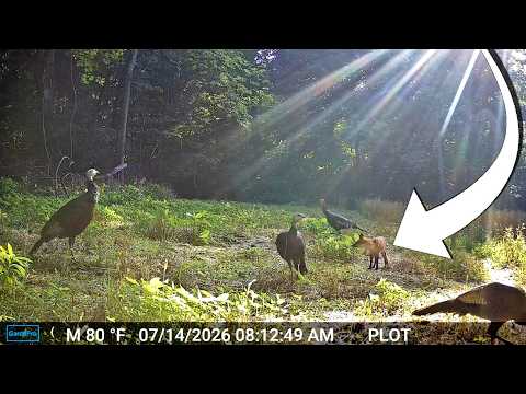 THIS Fox Wants to EAT Turkey (but is scared of deer)! Trail Cam HIGHLIGHTS 9.10.26
