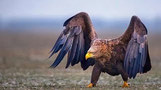 Watch Golden Eagles Close Up in Stunning 4k Resolution!