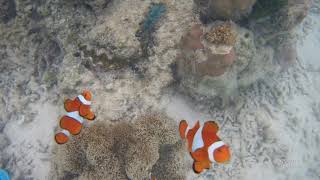 Finding Nemo at Bulog Dos Island, Coron, Palawan