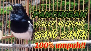 Suara kacer ngeplong santai di siang hari, Pancingan kacer apa saja 100% nyaut !!
