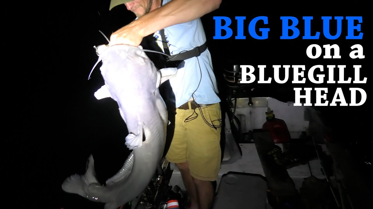 BIG BLUE CAT on a Jug Line! Fishing for Carp and Catfish YouTube