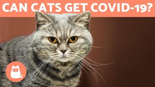 COVID-19 in CATS🐱 Can They Get It? Are They Contagious?