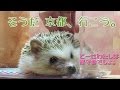 眠そうなつゆさんと京都旅行を考える【教えてください】