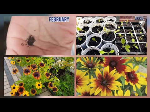 Video: Rudbeckia. Kweken uit zaden - Missie mogelijk