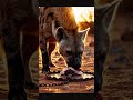hyena feeding on baited trap 🦴 #hyena #predator #trap #hdr #cinematic #realistic
