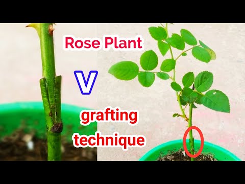 Simple Rose Grafting Technique/Rose Grafting/Rose plant v Grafting  technique