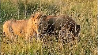 Topi Male Lions Sighting Sons Of Salas Males Masaimara 25 July 2025