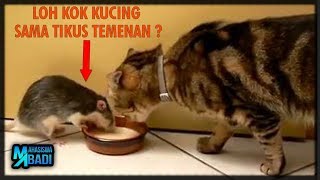 Tikus dan Kucing Dikenal Saling Bermusuhan, Tapi Kok Tikus Ini Malah Minum Susu Bareng Kucing Ya ?