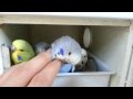 jumbo muhabbet  -Budgerigar-