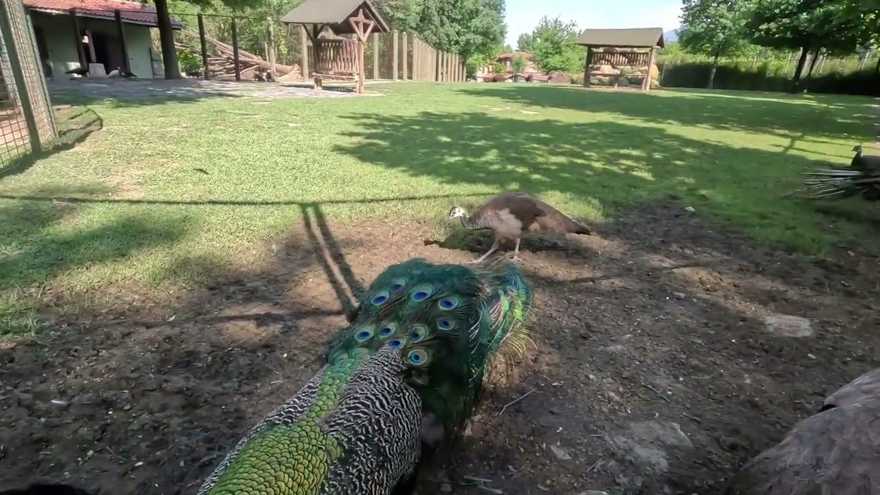 #hayvanat bahçesi.belgeseli#bursa#2024