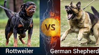 Rottweiler VS German Shepherd | Who is more Powerful ? by Shubham Medhekar 39,498 views 1 year ago 3 minutes, 5 seconds