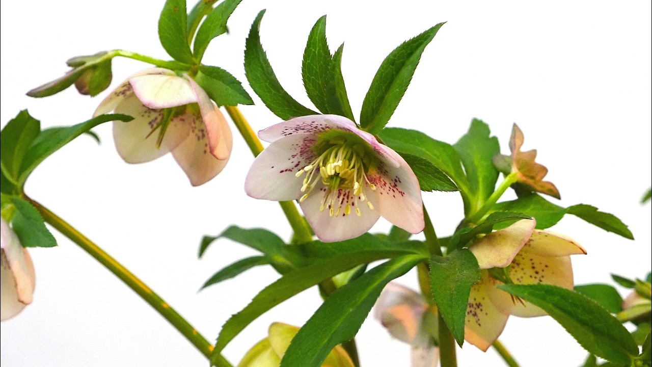 クリスマスローズ展より～2026～♪