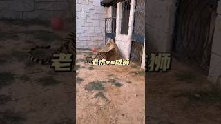 What does this tiger think it's doing, beating up the lion in front of his mate and making her an...
