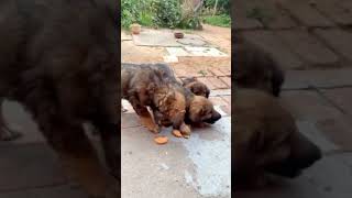 Puppies #streetdogs #shorts #puppylove #puppyface 47